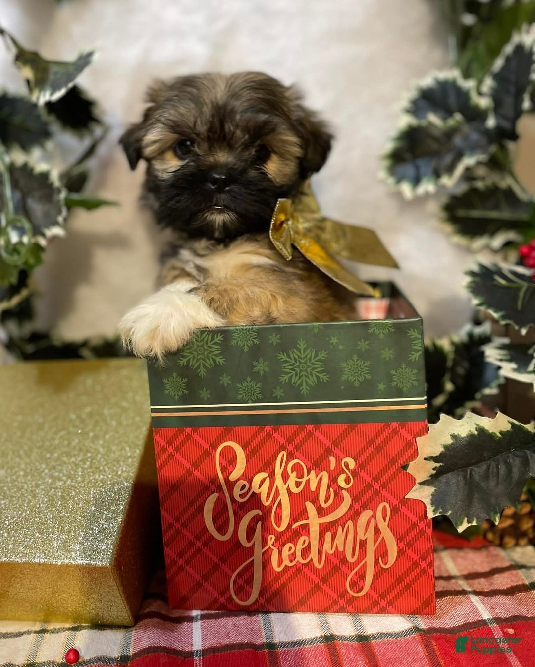 Mixed Breed dogs for sale: Mixed Breed Puppy 2 - Ad 1