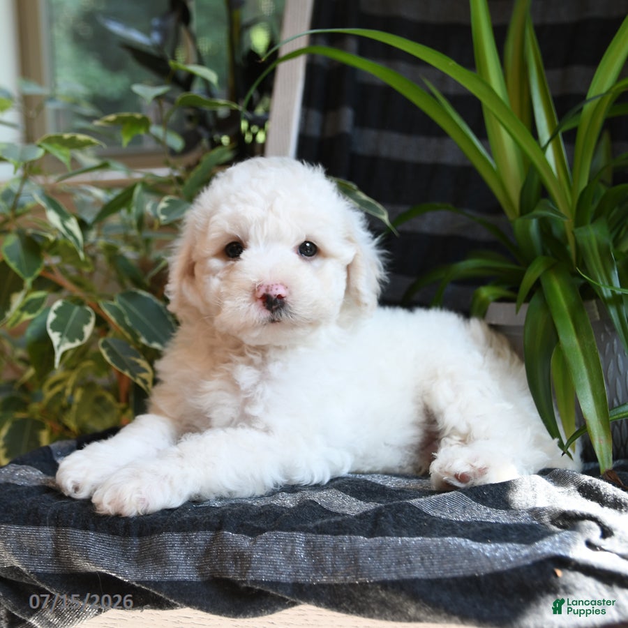 Bichpoo dogs Blue - Ad 1