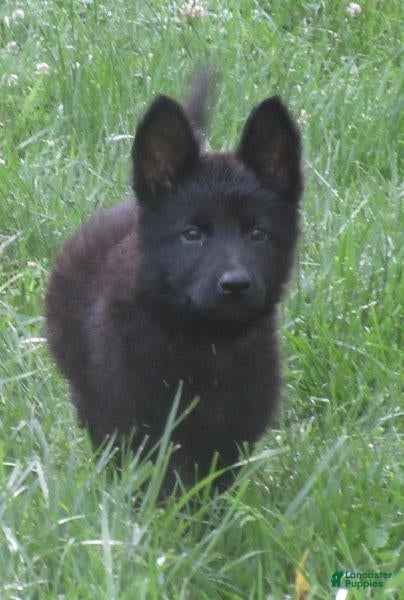 German Shepherd dogs Volvo - Ad 1
