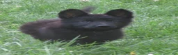 German Shepherd dogs for sale: Volvo - Ad 1
