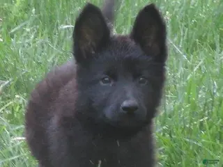 German Shepherd dogs for sale: Volvo - Ad 3