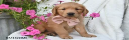 Golden Retriever dogs for sale: Crystal - Ad 2