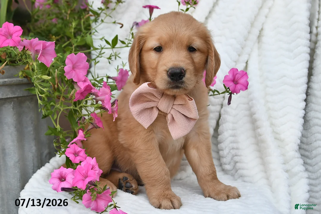 Golden Retriever dogs for sale: Crystal - Ad 2