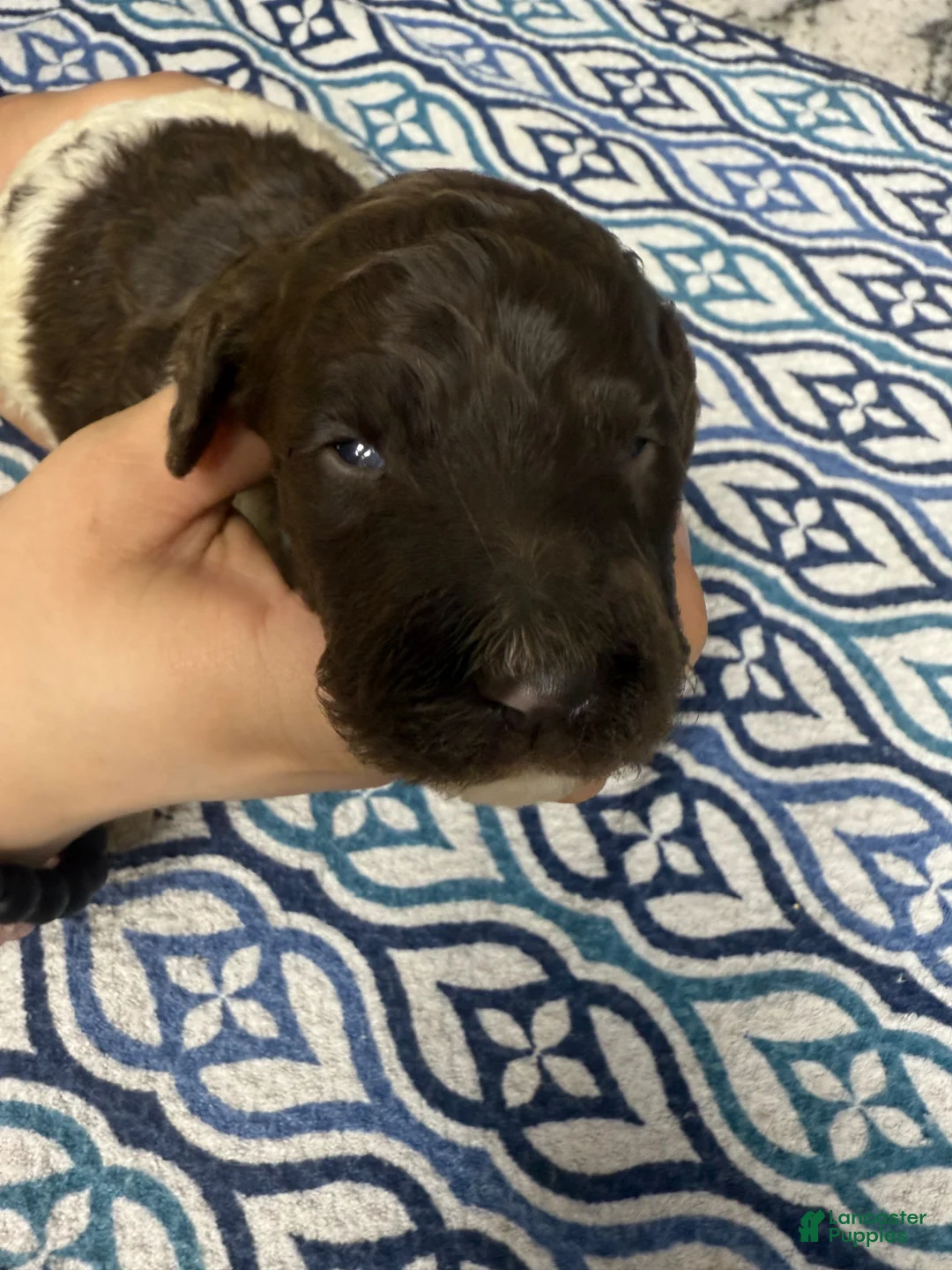 Standard Poodle dogs for sale: Standard Poodle Puppy 2 - Ad 1