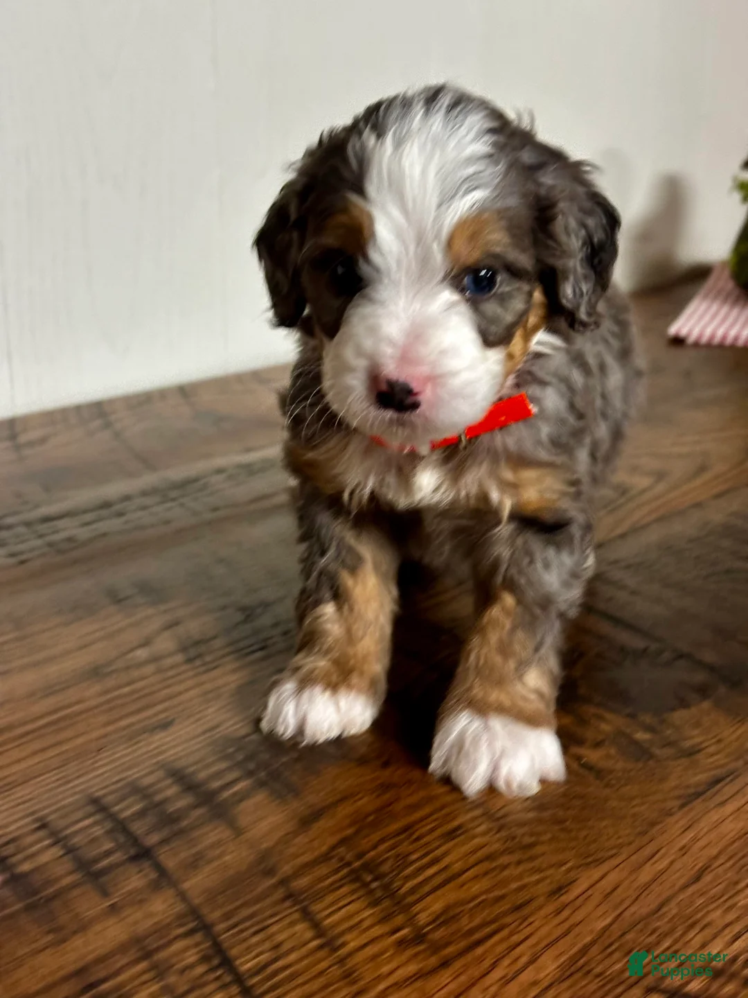 Mini Bernedoodle dogs for sale: Everest Mini Bernedoodle Puppy 6 - Ad 8