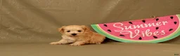 Maltipoo dogs for sale: Isaiah - Ad 3