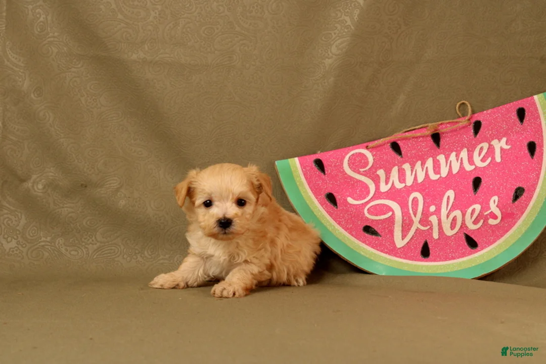 Maltipoo dogs for sale: Isaiah - Ad 4