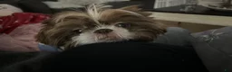 Shih Tzu dogs for sale: Shih Tzu 3 it’s a male not female - Ad 3