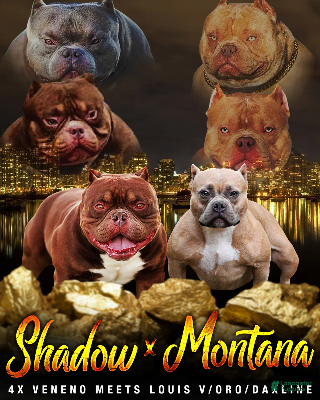 American Bully dogs for sale: Blue Brindle Male - Ad 6