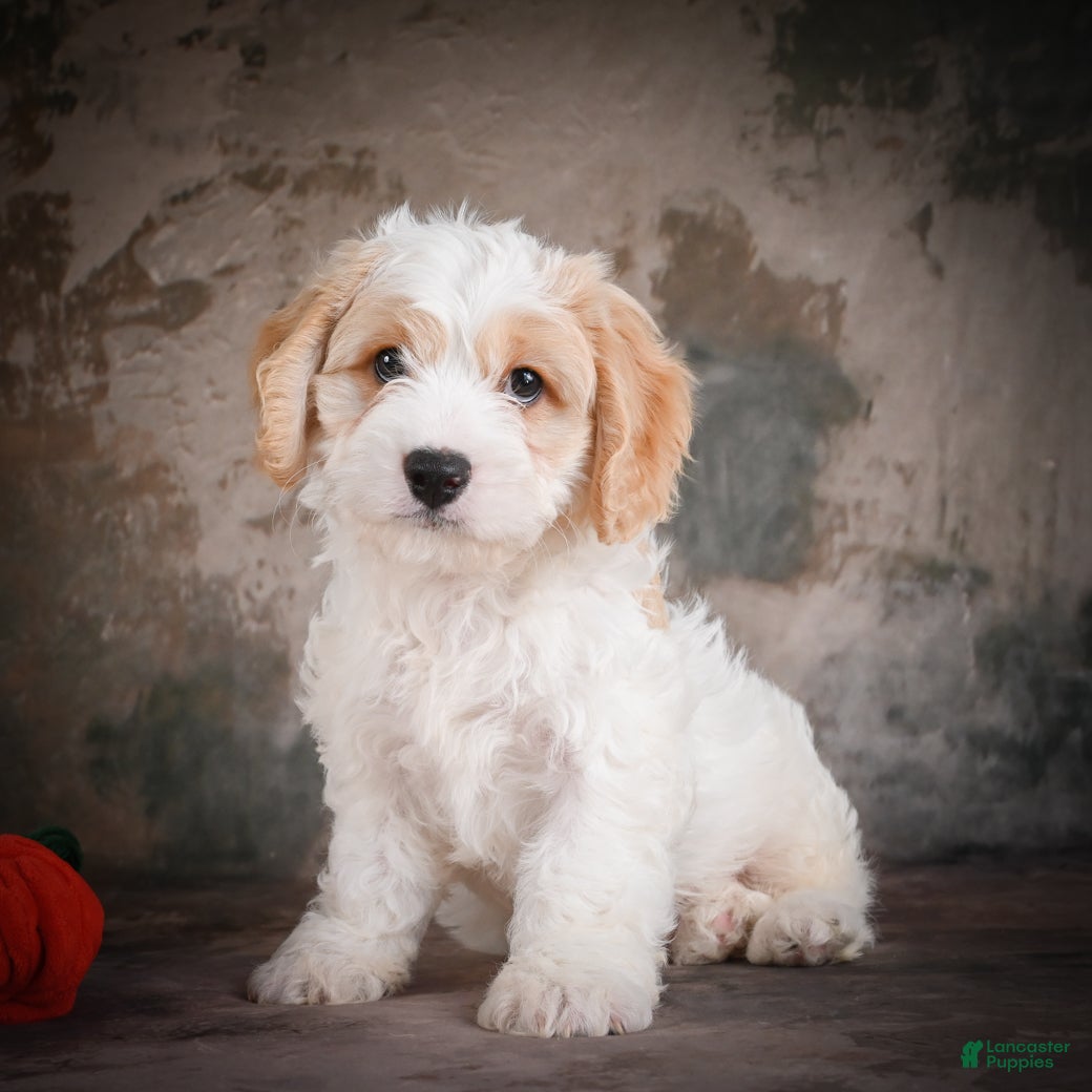 Cavachon dogs for sale: Jeremy - Ad 7