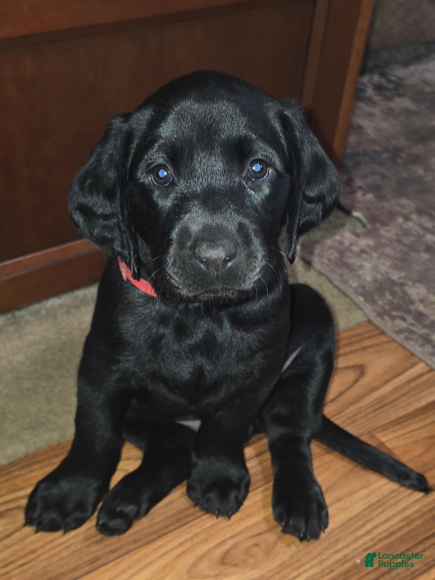 Labrador Retriever dogs Labrador Retriever 1 - Ad 34