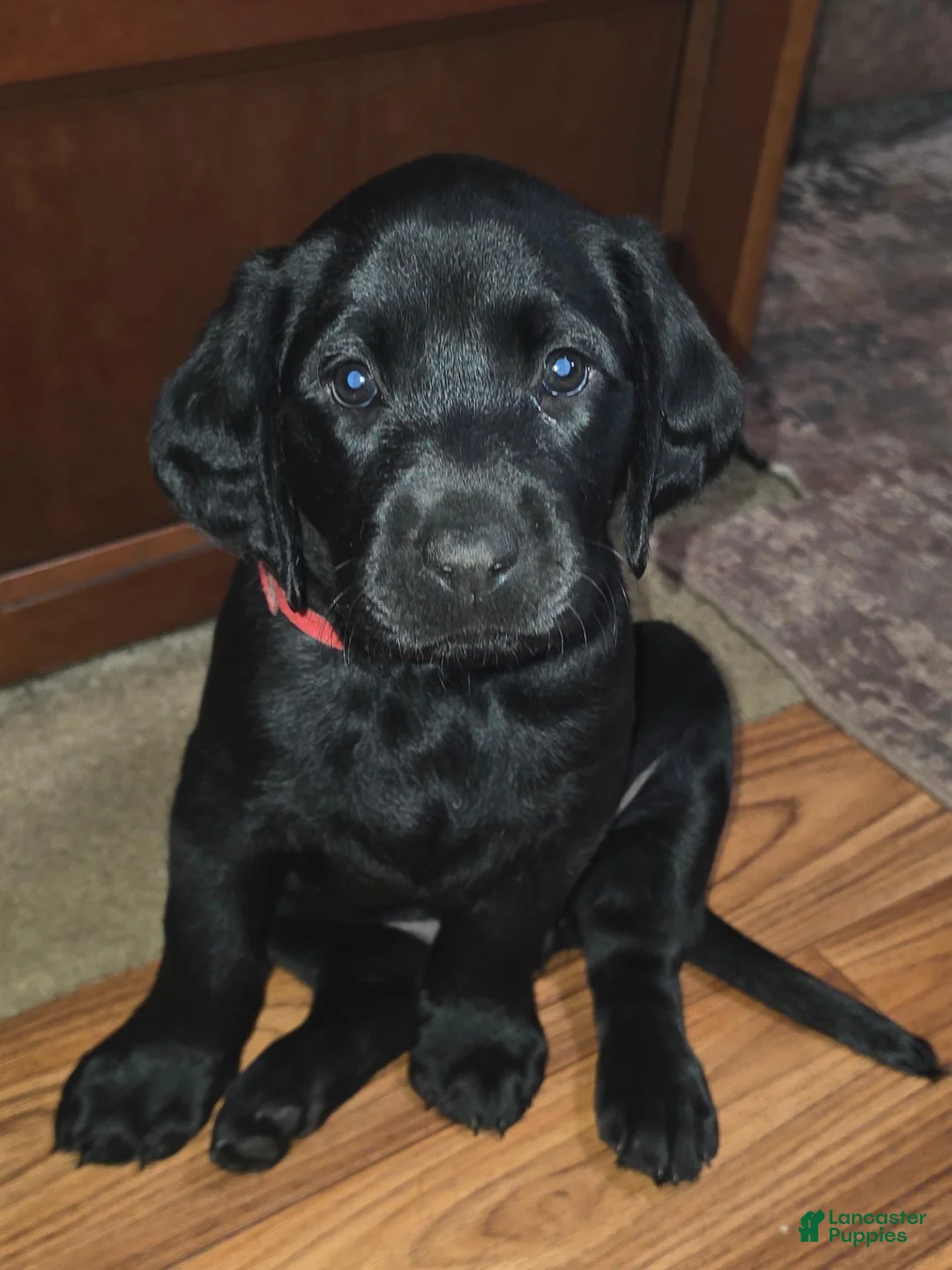 Labrador Retriever dogs for sale: Labrador Retriever 1 - Ad 1