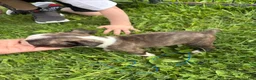 Boston Terrier dogs for sale: Boston Terrier 4 - Ad 2