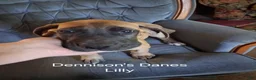 Great Dane dogs for sale: Lilly - Ad 3