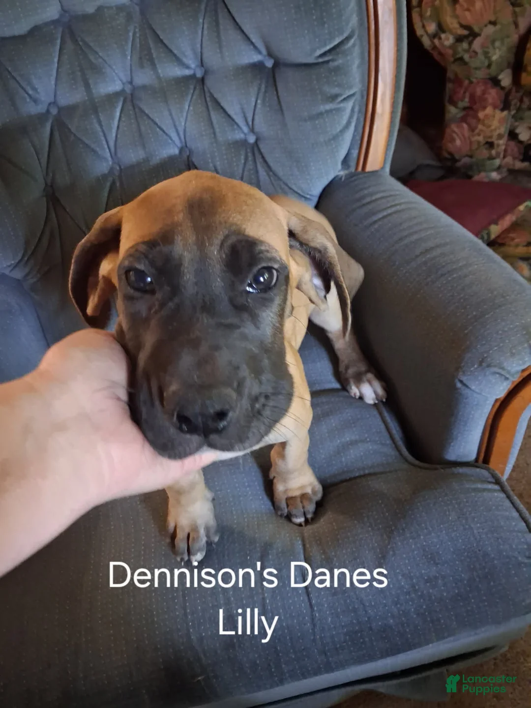 Great Dane dogs for sale: Lilly - Ad 3