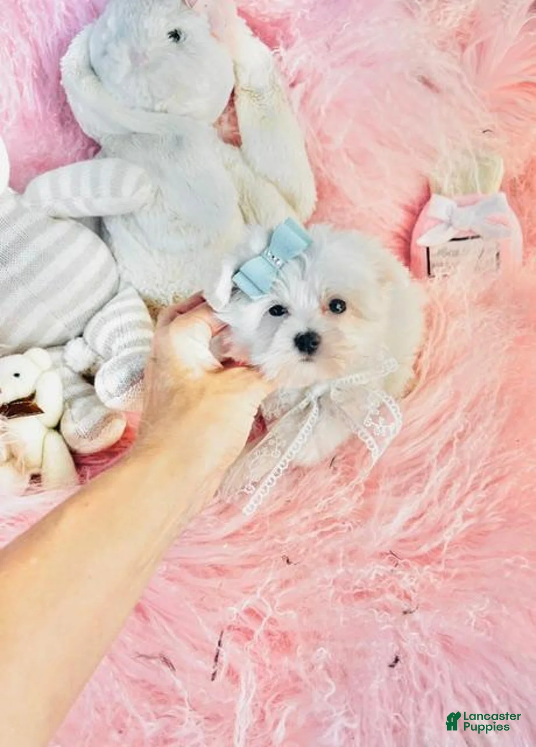 Maltese dogs for sale: Maltese  - Ad 2