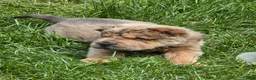 Shar Pei dogs for sale: Roman - Ad 29
