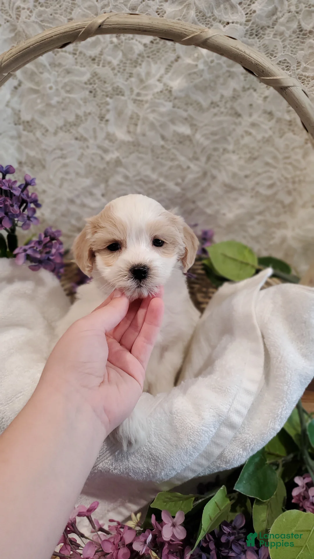 Mixed Breed dogs for sale: Clyde - Ad 2