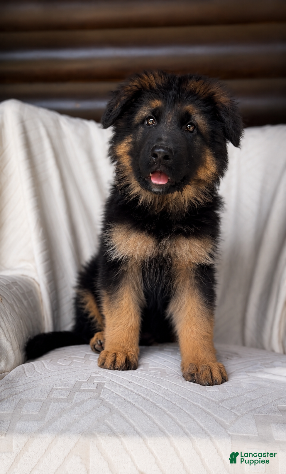German Shepherd dogs German Shepherd Puppy 3 - Ad 24