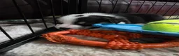 Welsh Corgi Pembroke dogs for sale: Welsh Corgi Pembroke 1 - Ad 1