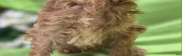 Cockapoo dogs for sale: Girdle - Ad 11