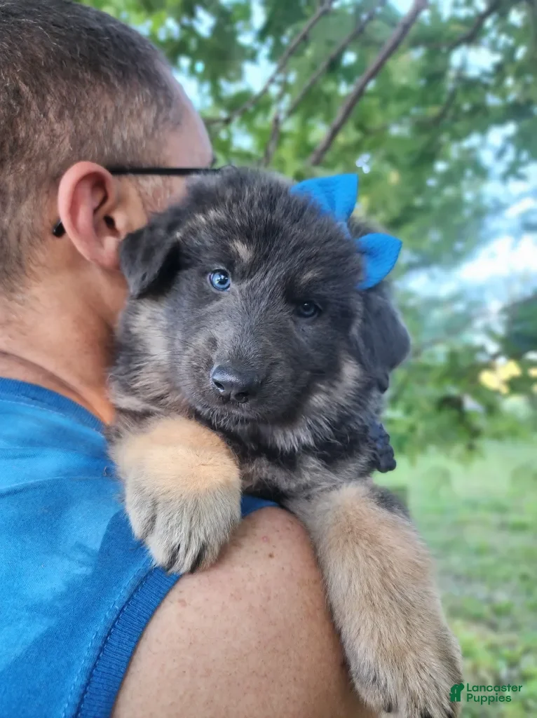 German Shepherd dogs Yogurt - Ad 2