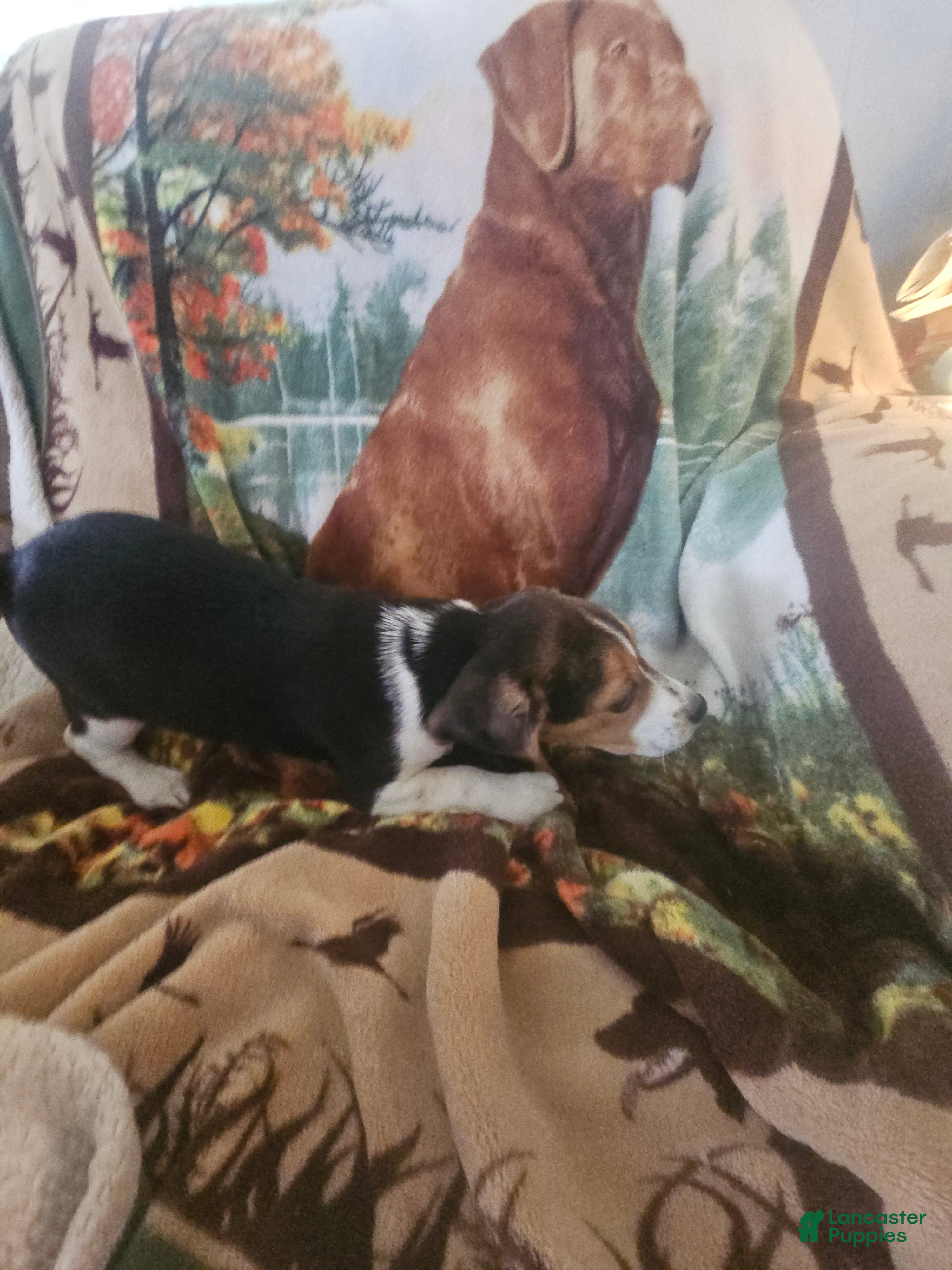 Beagle dogs Beagle 1 - Ad 1