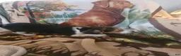 Beagle dogs for sale: Beagle 1 - Ad 1