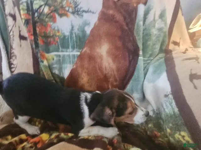 Beagle dogs Beagle 1 - Ad 1