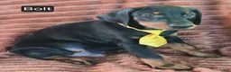 Doberman Pinscher dogs for sale: Bolt - Ad 2