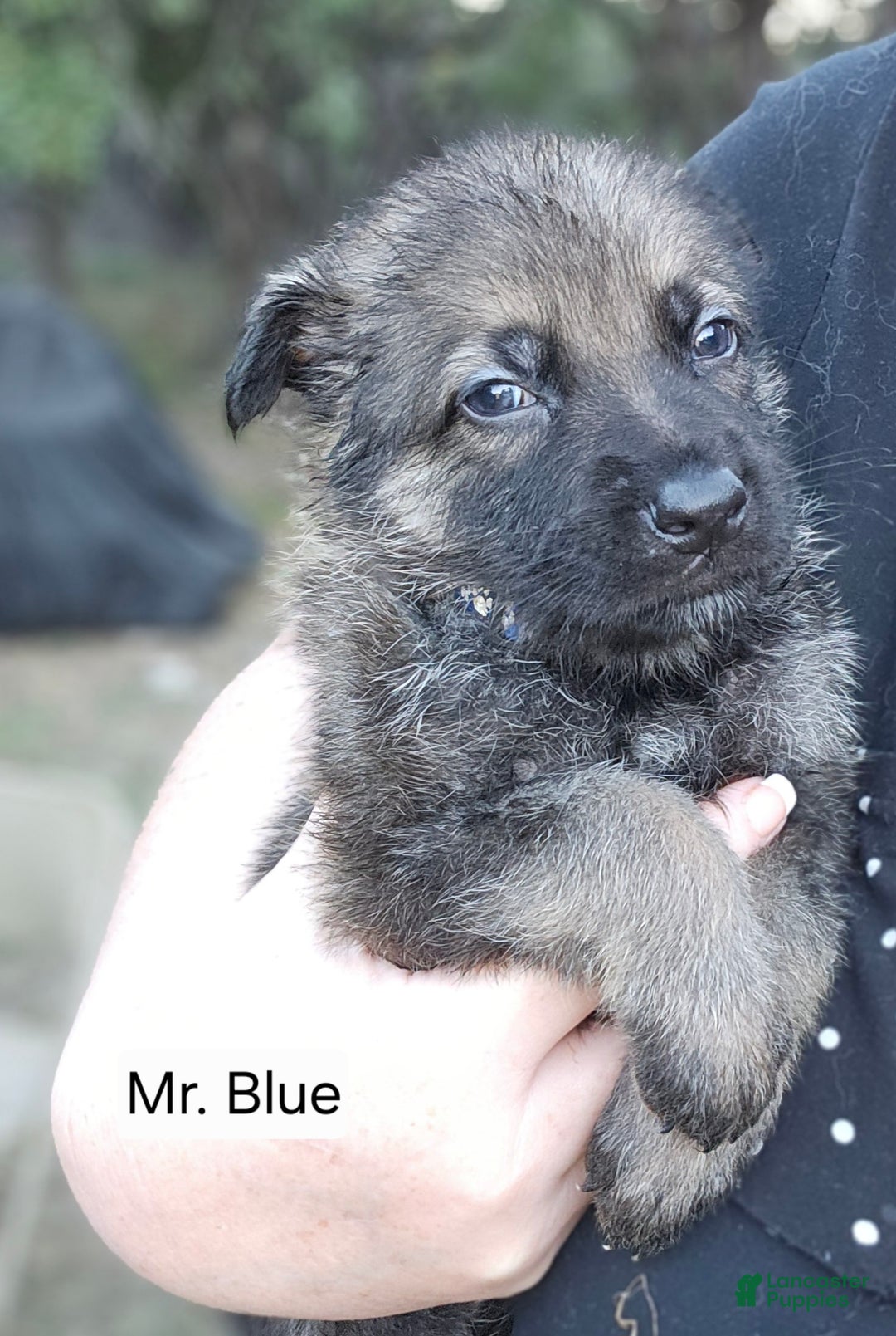 German Shepherd dogs for sale: German Shepherd Puppy 2 - Blue - Ad 2