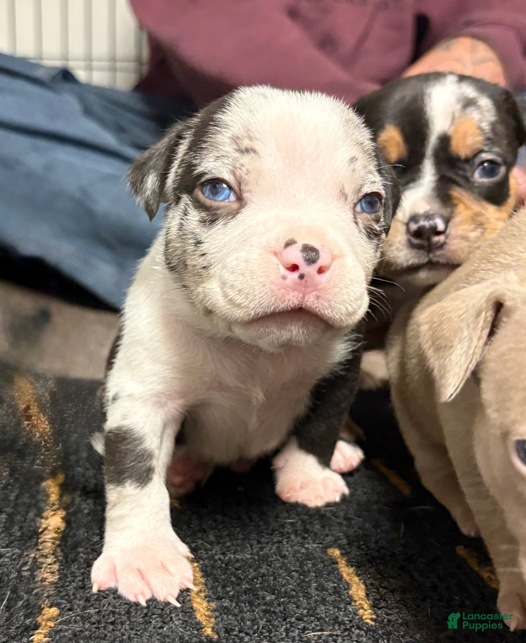 American Bully dogs for sale: Oreo - Ad 5