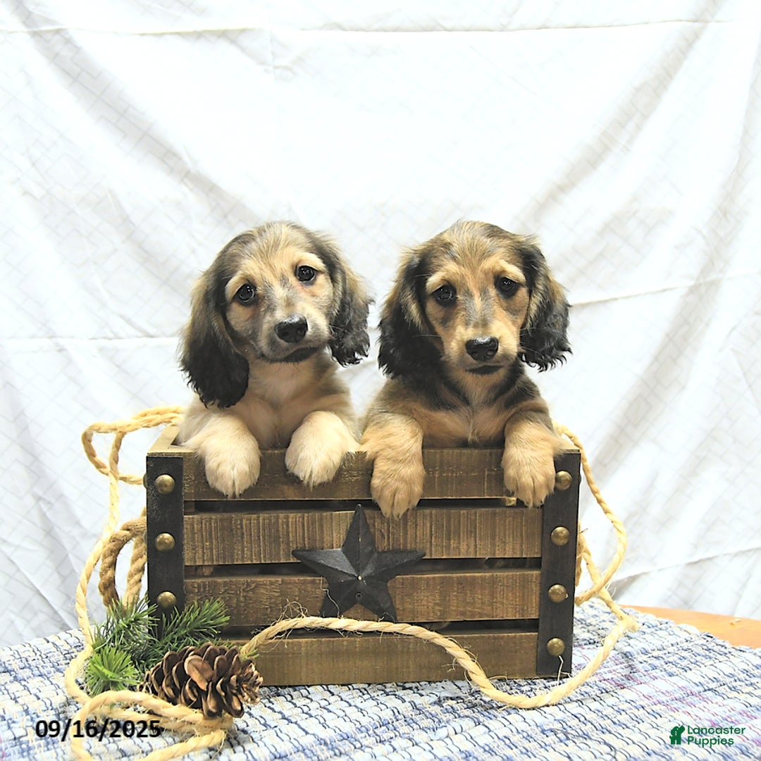 Miniature Dachshund dogs for sale: Fredrick - Ad 10