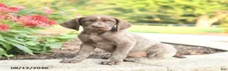 German Shorthaired Pointer dogs for sale: Alisa - Ad 5