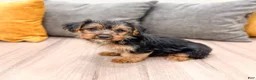 Yorkshire Terrier dogs for sale: Ivy - Ad 4
