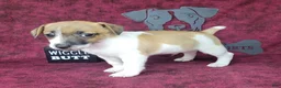 Jack Russell Terrier dogs for sale: Rebel DELIVERY AVAILABLE  - Ad 5