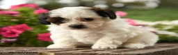 Shihpoo dogs for sale: Jasper - Ad 3