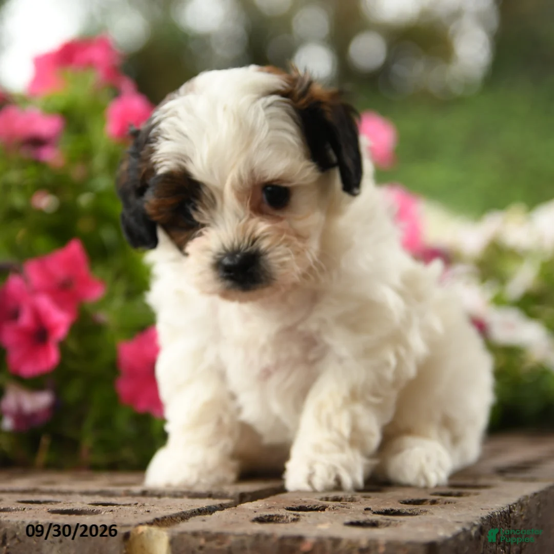 Shihpoo dogs for sale: Jasper - Ad 3