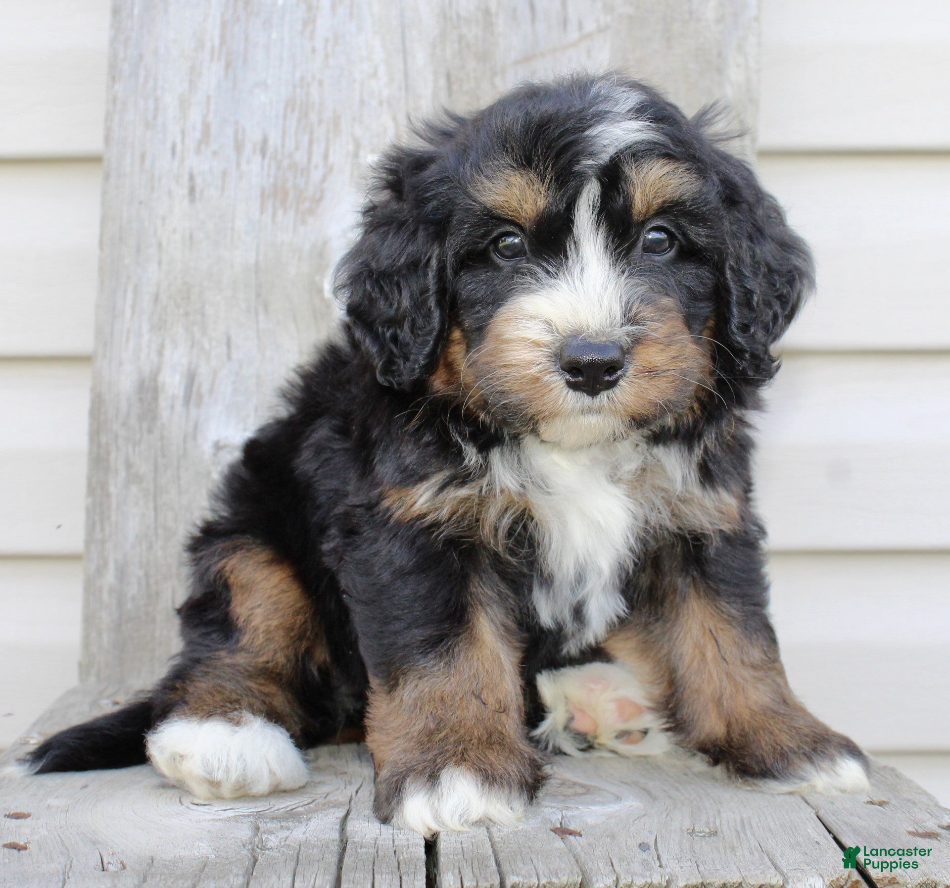 Bernedoodle dogs Roxie - Ad 2