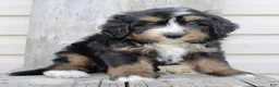 Bernedoodle dogs for sale: Roxie - Ad 2