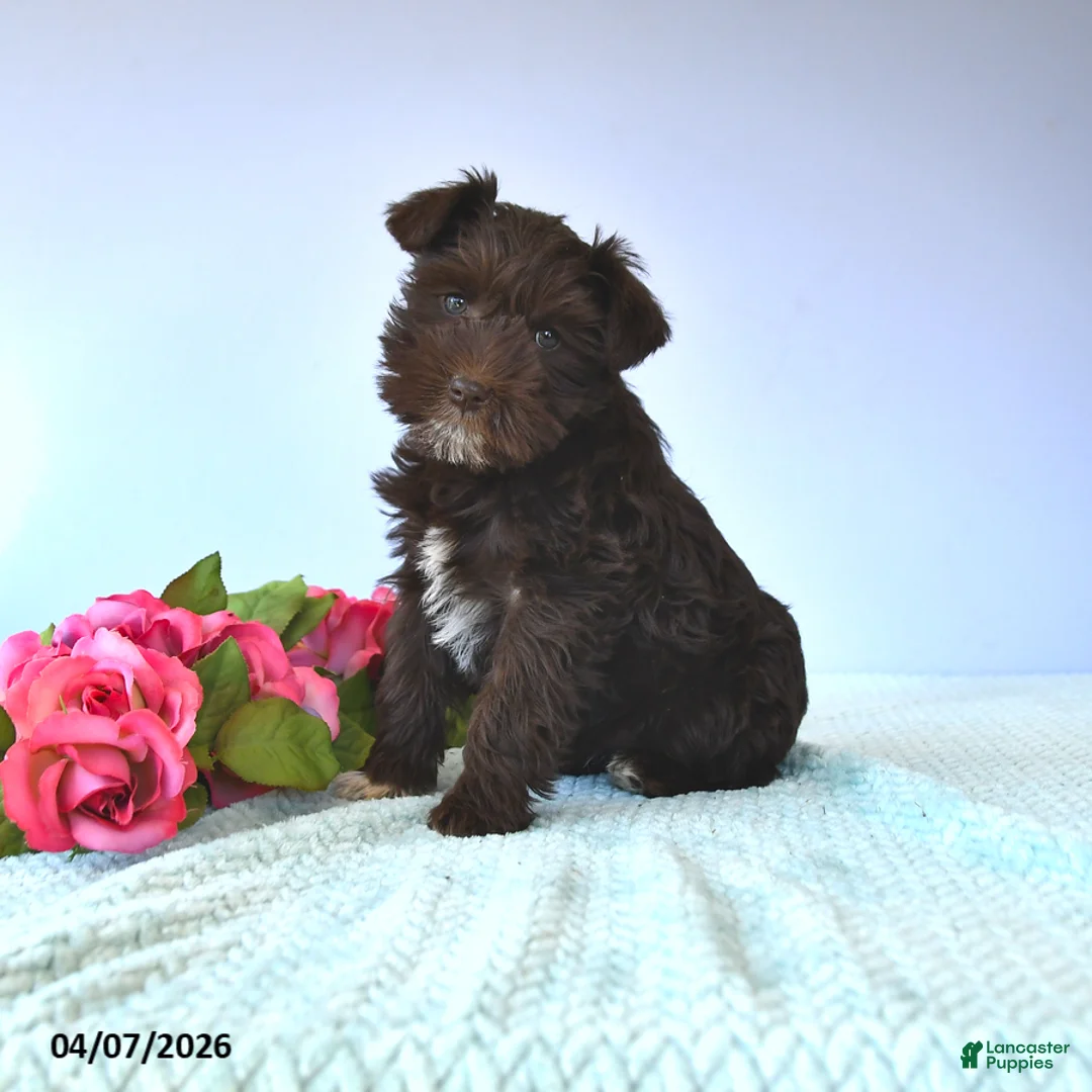 Miniature Schnauzer dogs for sale: Daffodil - Ad 1