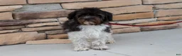Havapoo dogs for sale: Riley - Ad 10