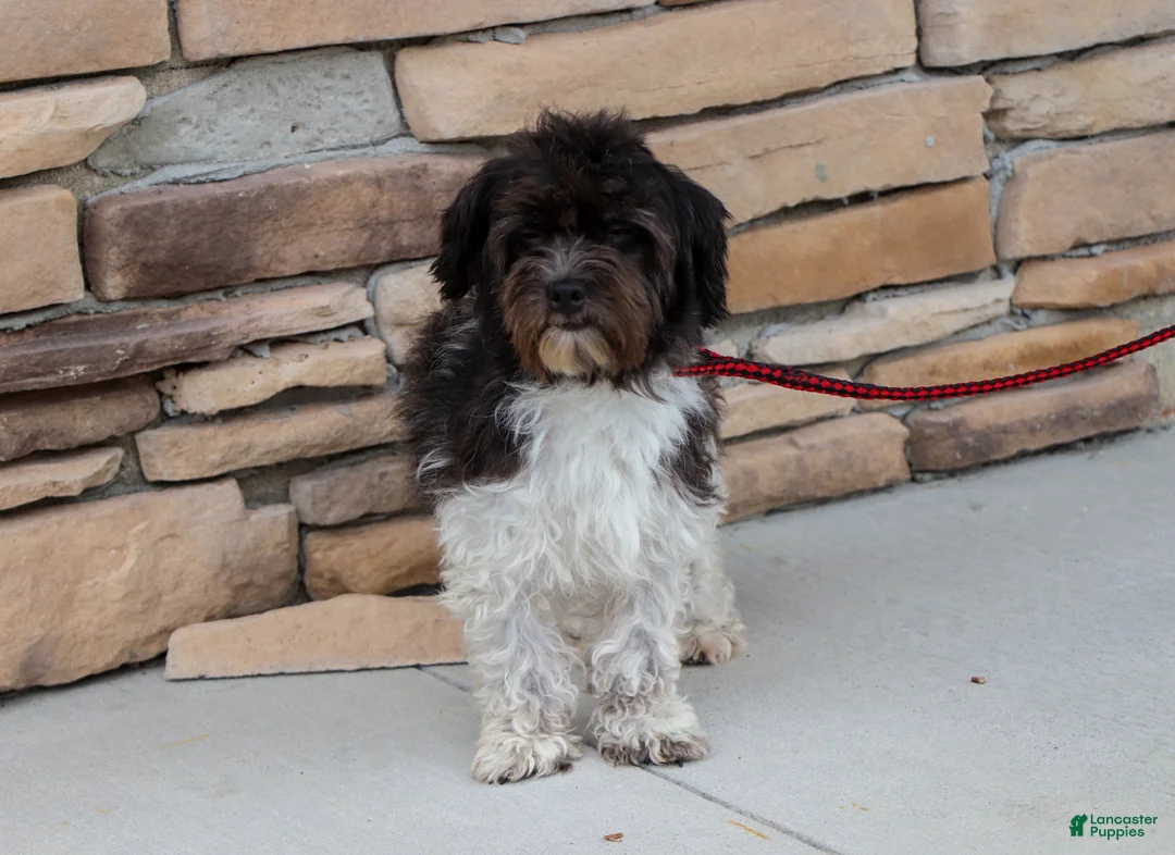 Havapoo dogs for sale: Riley - Ad 10