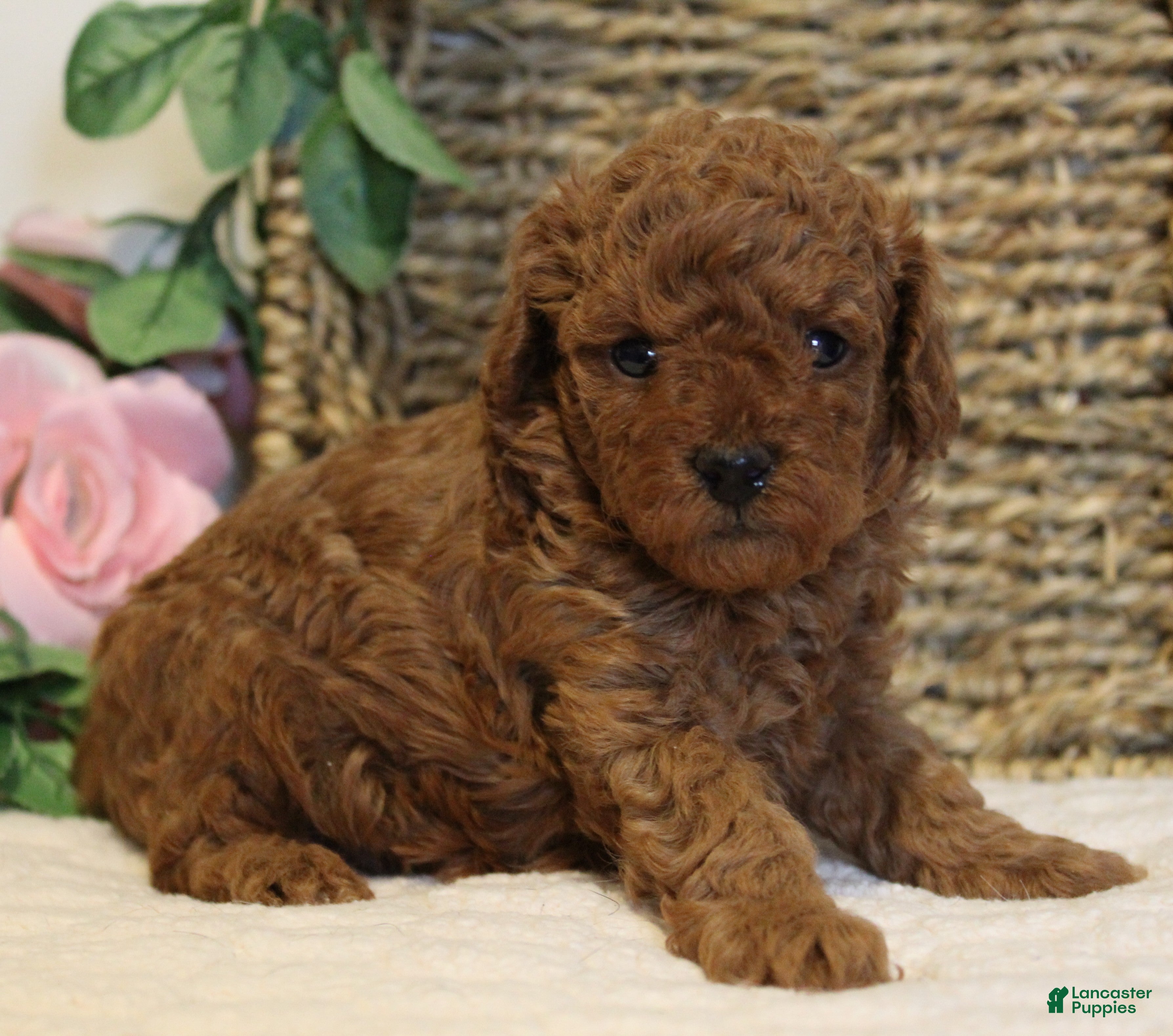 Toy Poodle dogs Teddy - Ad 2