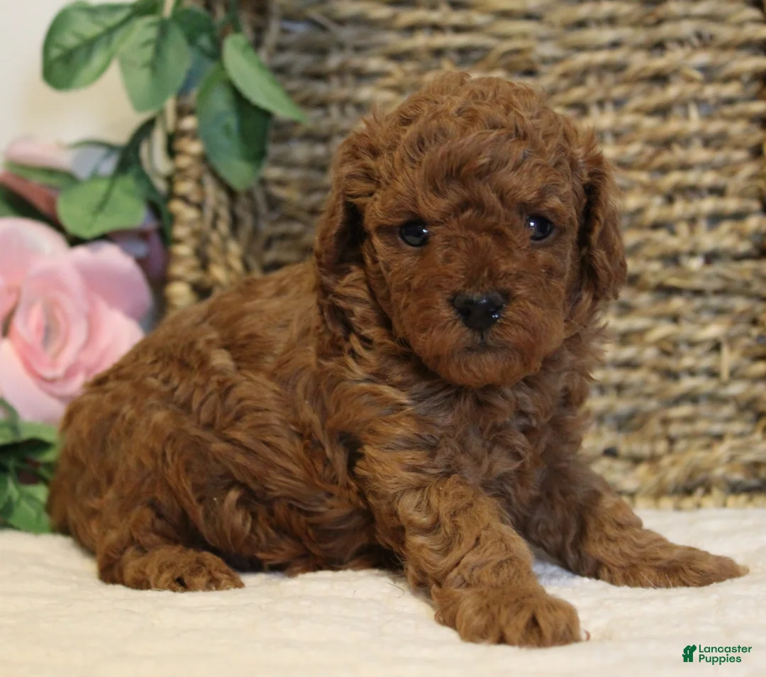 Toy Poodle dogs for sale: Teddy - Ad 2