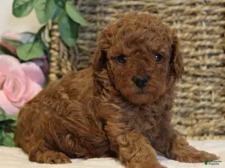 Toy Poodle dogs for sale: Teddy - Ad 3