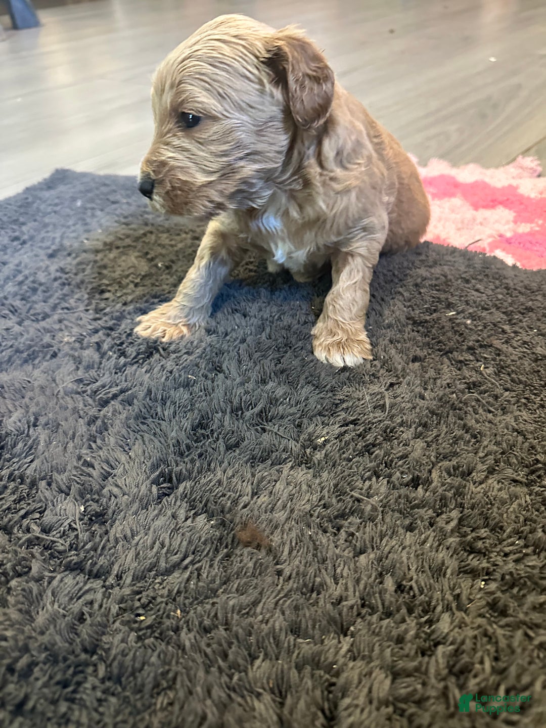 Mini Goldendoodle dogs for sale: Mini Goldendoodle Puppy 2 - Ad 1