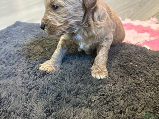 Mini Goldendoodle dogs Mini Goldendoodle Puppy 2 - Ad 6