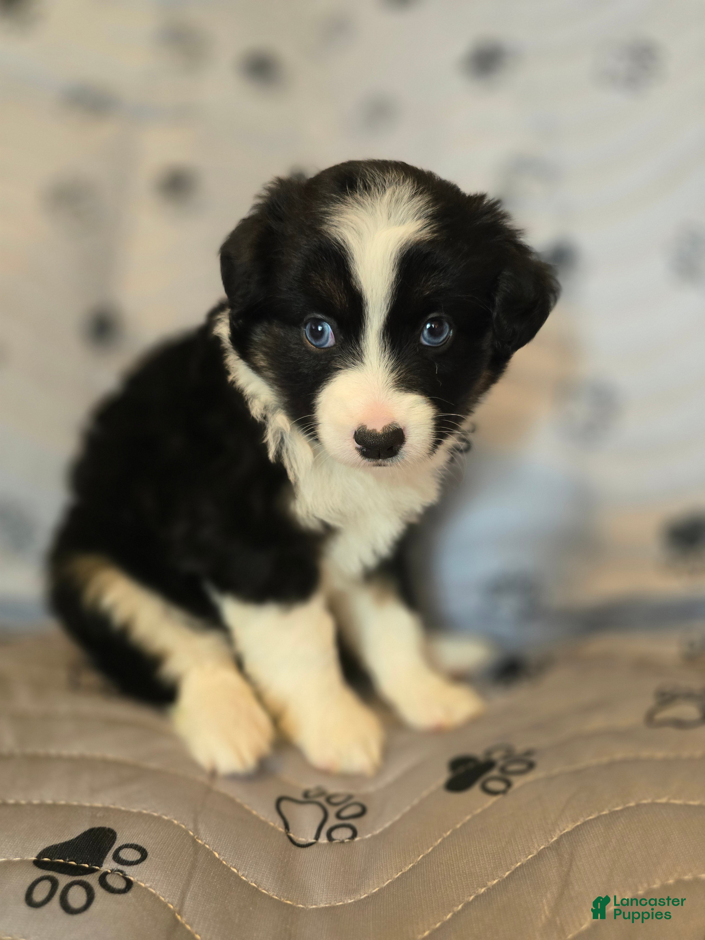 Miniature Australian Shepherd dogs Miniature Australian Shepherd Puppy 4 - Ad 34