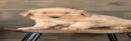 Golden Retriever dogs for sale: Chandler - Ad 6